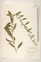 藏品(秋分草)的圖片