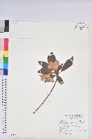 藏品(白花杜鵑)的圖片