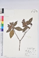 藏品(白花杜鵑)的圖片