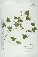 藏品(天花)的圖片