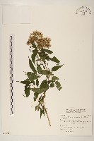 藏品(塔山澤蘭)的圖片