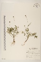 藏品(矮菊)的圖片