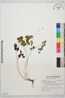 藏品(傅氏唐松草)的圖片