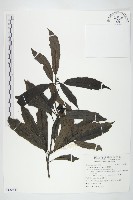 藏品(桃葉珊瑚)的圖片