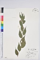 藏品(白珠樹)的圖片