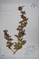 藏品(長葉小蘗)的圖片