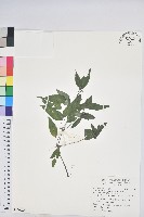 藏品(山靛)的圖片