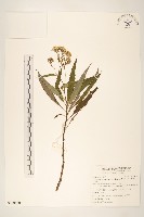 藏品(黃菀)的圖片