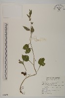 藏品(細川氏天名精)的圖片