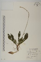 藏品(長穗兔兒風)的圖片