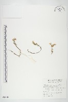 藏品(森氏佛甲草)的圖片