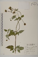 藏品(小白花鬼針)的圖片