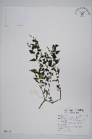 藏品(曲莖馬藍)的圖片