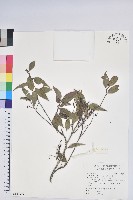 藏品(巒大越橘)的圖片