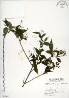 藏品(華八仙)的圖片