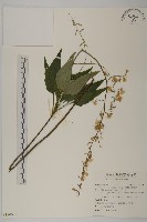 藏品(阿里山鬼督郵)的圖片