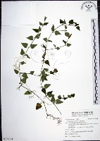 藏品(倒地蜈蚣)的圖片