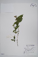 藏品(臺灣馬藍)的圖片