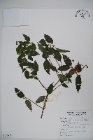 藏品(狹葉莢迷)的圖片