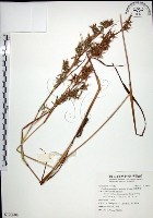 藏品(扭鞘香茅)的圖片