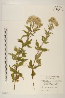 藏品(台灣澤蘭)的圖片