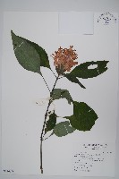 藏品(串心花)的圖片