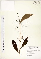 藏品(疏齒紫珠、恆春紫珠)的圖片