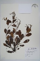 藏品(臺灣附地草)的圖片