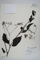 藏品(冷飯藤)的圖片