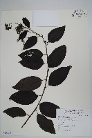 藏品(冷飯藤)的圖片