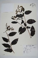 藏品(冷飯藤)的圖片