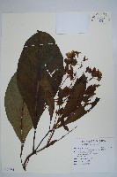 藏品(假酸漿、碧果草)的圖片