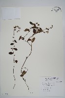 藏品(盾果草)的圖片