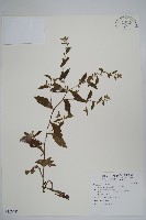 藏品(盾果草)的圖片