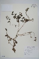 藏品(盾果草)的圖片