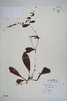 藏品(盾果草)的圖片