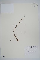 藏品(盾果草)的圖片