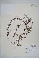 藏品(盾果草)的圖片