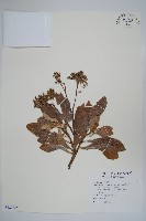 藏品(白水木)的圖片