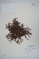 藏品(山豆根)的圖片