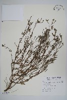 藏品(伏毛天芹菜)的圖片