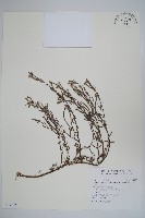 藏品(伏毛天芹菜)的圖片