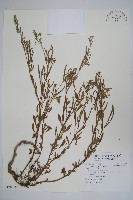 藏品(伏毛天芹菜)的圖片