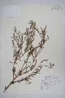 藏品(伏毛天芹菜)的圖片