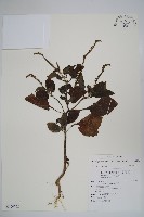 藏品(狗尾草)的圖片