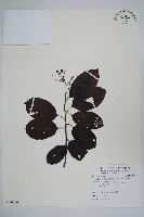 藏品(厚殼樹)的圖片