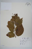 藏品(恆春厚殼樹)的圖片