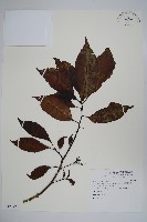 藏品(長花厚殼樹)的圖片