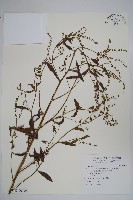 藏品(小花倒提壺)的圖片