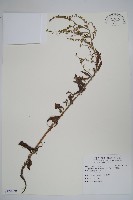 藏品(小花倒提壺)的圖片